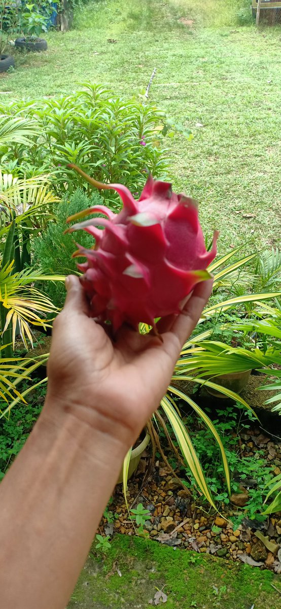 heeyMARKUS's tweet photo. At dahil +1 ako ngayon. Kakainin ko na ang nag iisang bunga ng dragon fruit plant ko. https://t.co/EJQyHpUKMD
