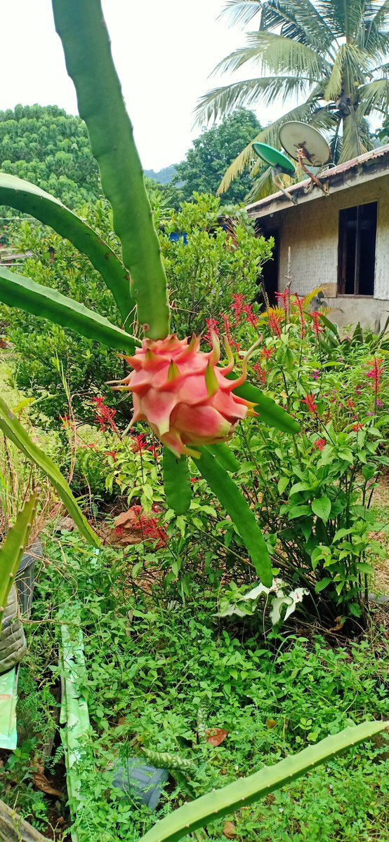 heeyMARKUS's tweet photo. At dahil +1 ako ngayon. Kakainin ko na ang nag iisang bunga ng dragon fruit plant ko. https://t.co/EJQyHpUKMD