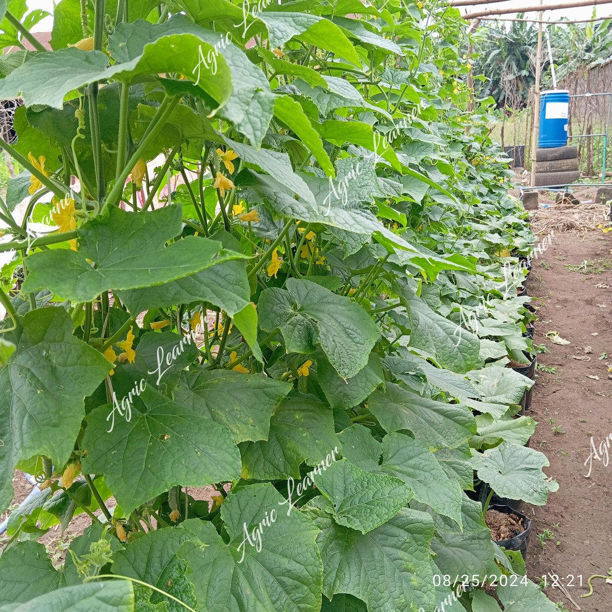 AgricLearner's tweet photo. Yesterday, my consultancy team and I visited the Lagos State Garden Project. Big shoutout to Mr. Adura for his outstanding work!  We’re dedicated to guiding you through every step of your production cycle. Let us help turn your garden ideas into reality! #Gardening #Consultancy https://t.co/vAaDly9oXW