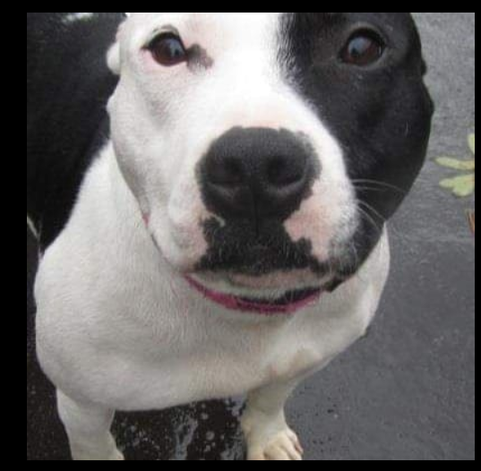 SarahBl76867443's tweet photo. Happy International Dog Day - one of the first photos of Domino when we adopted him in 2012 #AdoptDontShop #RescueDog #FailedFoster #InternationalDogDay @SeniorStaffy xx https://t.co/OVxiZmPJtW