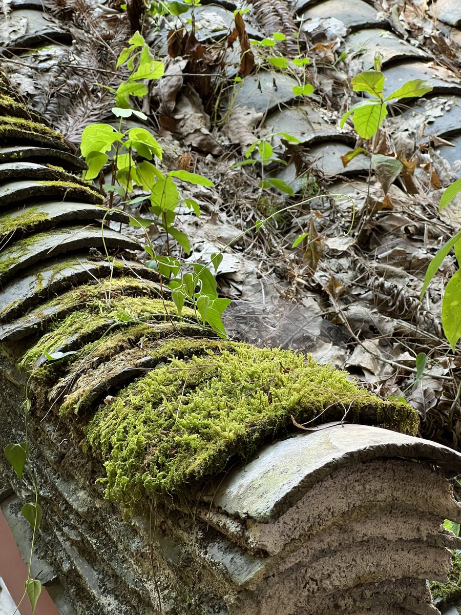 appiah's tweet image. 土司城