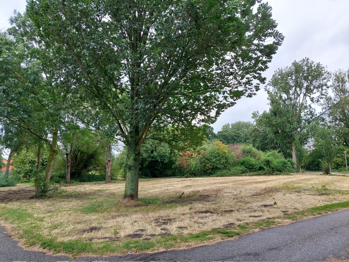 Atalantje's tweet photo. Begin juli was ik nog enthousiast over groenbeheer van @gemeentehaarlem @Spaarnelanden in Engelandpark met volop #vlinders (zie post 4/7), maar nu kan ik wel huilen... ALLES gemaaid, dus incl alle eitjes en rupsen.... Waarom niet paar hoeken over laten staan? @vlinderNL https://t.co/25HkuHYCJi