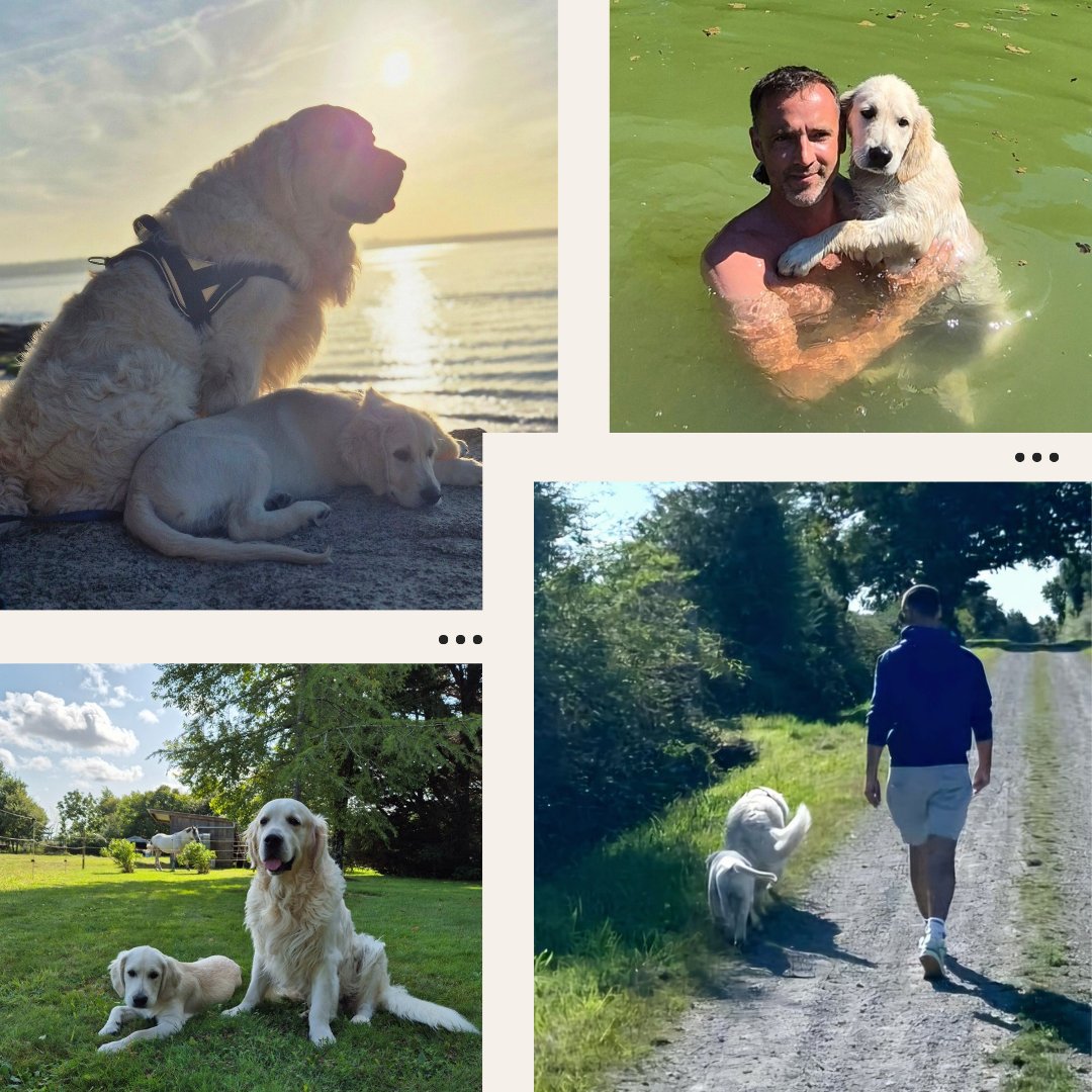MaximePerrin56's tweet photo. 🐾#JournéeMondialeduChien 🐶
Aujourd'hui, on célèbre nos meilleurs amis à quatre pattes ! Qu'ils soient petits ou grands, énergiques ou câlins, les chiens remplissent nos vies de joie, d'amour et de moments inoubliables.🐾❣️
#AmiFidèle #CompagnonDeVie #DogLover https://t.co/uzGCc1x4qc