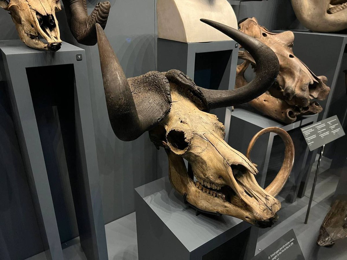 After work today, I went to the Hunterian Museum.🇬🇧🇬🇧
#Hunterian Museum