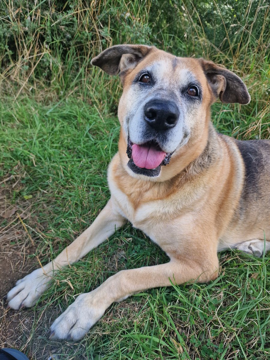 Happy International Dog Day. I will never stop missing my gorgeous girl. Always on my mind and forever in my heart ❤️