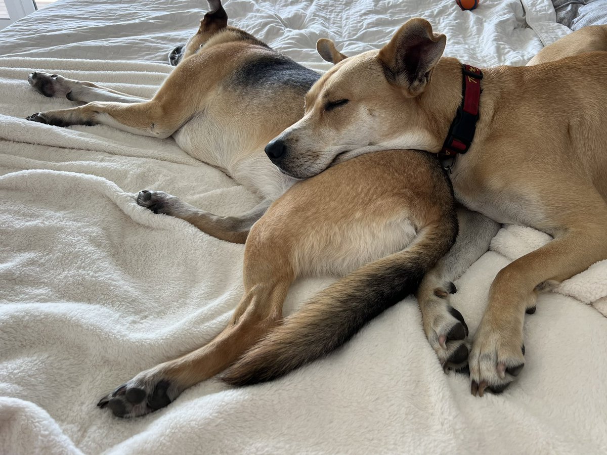 Julie Parker (@julieparkercomm) on Twitter photo 🐾Rescue mutts are the best breed.
Thank you, <a href="/k9lifesavers/">K-9 Lifesavers</a> for all you do! 🐾
#NationalDogDay 🐾Rescue mutts are the best breed.
Thank you, <a href="/k9lifesavers/">K-9 Lifesavers</a> for all you do! 🐾
#NationalDogDay