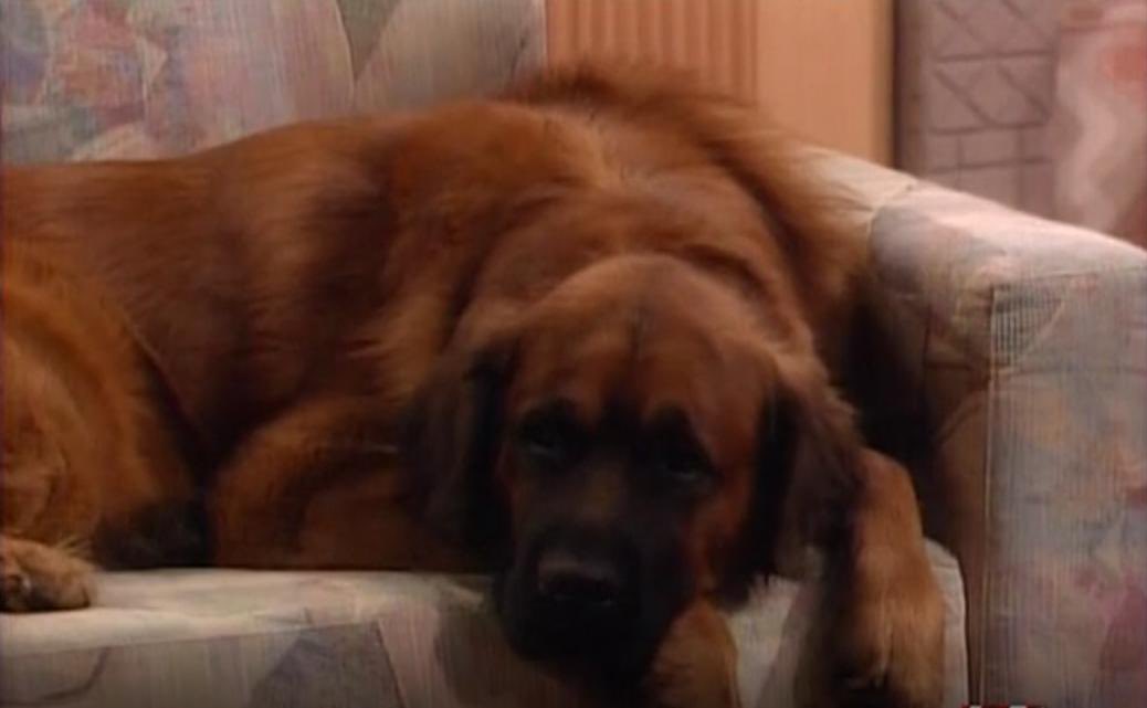 Happy National Dog Day!