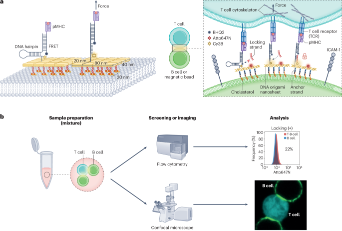 DNA origami force probes illuminate T cell receptor forces at the immune synapse dlvr.it/TCNgRv nanotechnology