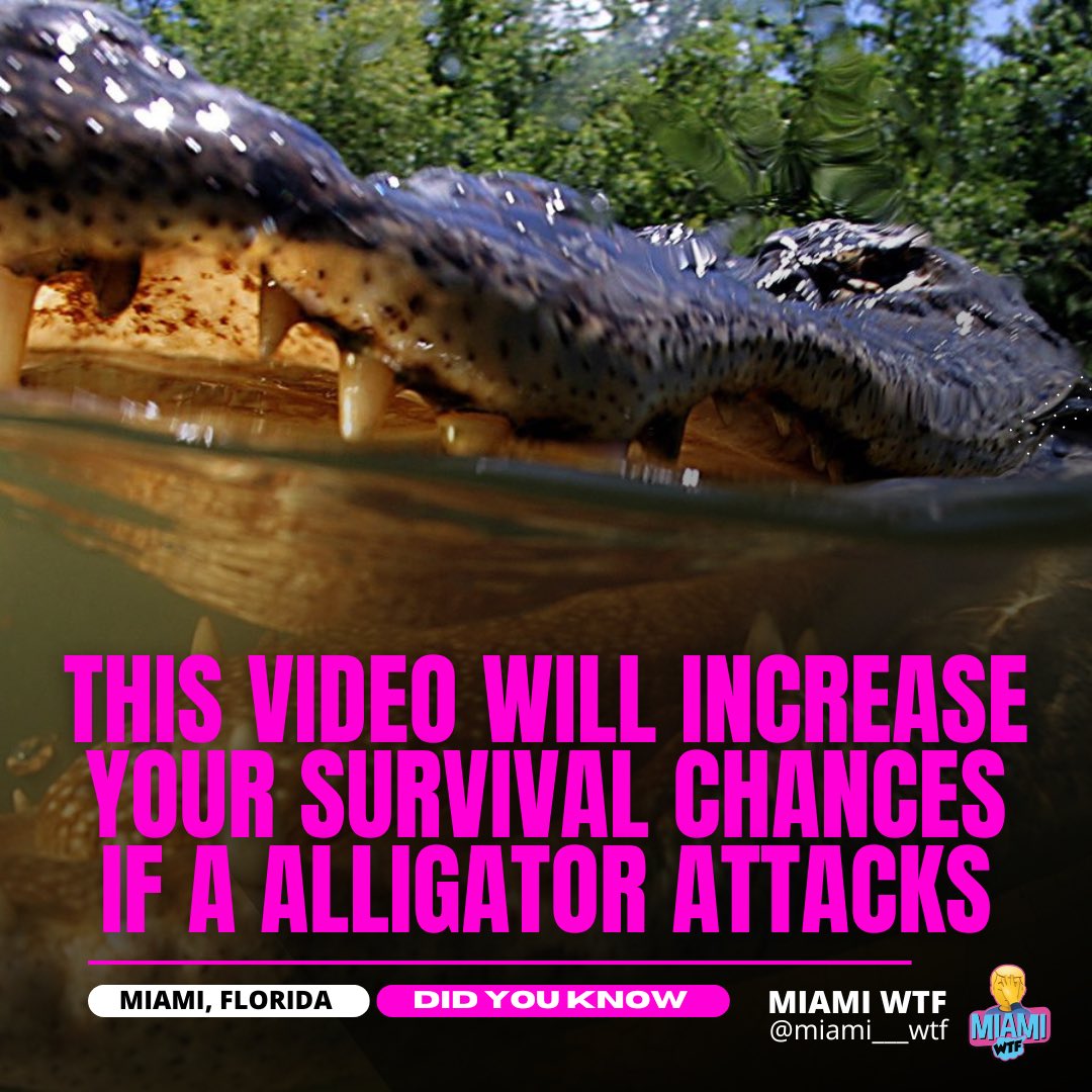 Miami___WTF's tweet photo. How to survive if an Alligator attacks you

Source: Trust me bro https://t.co/tTtlk7ZJ6I