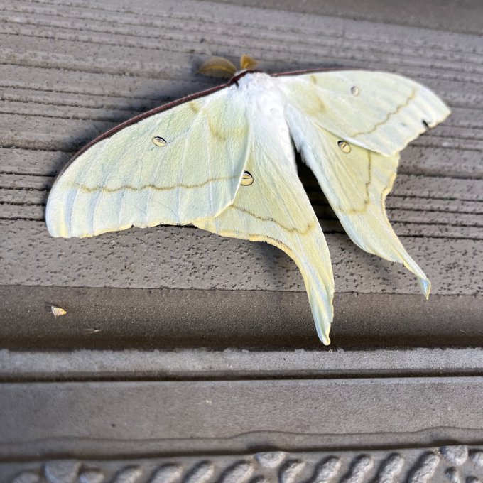 マンションの階段にて。マジで興奮した。誰かが見たら悲鳴あげるだろうな&hellip;。自己責任ガチ閲覧注意です。 https://t.co/jAmC58KRyA
