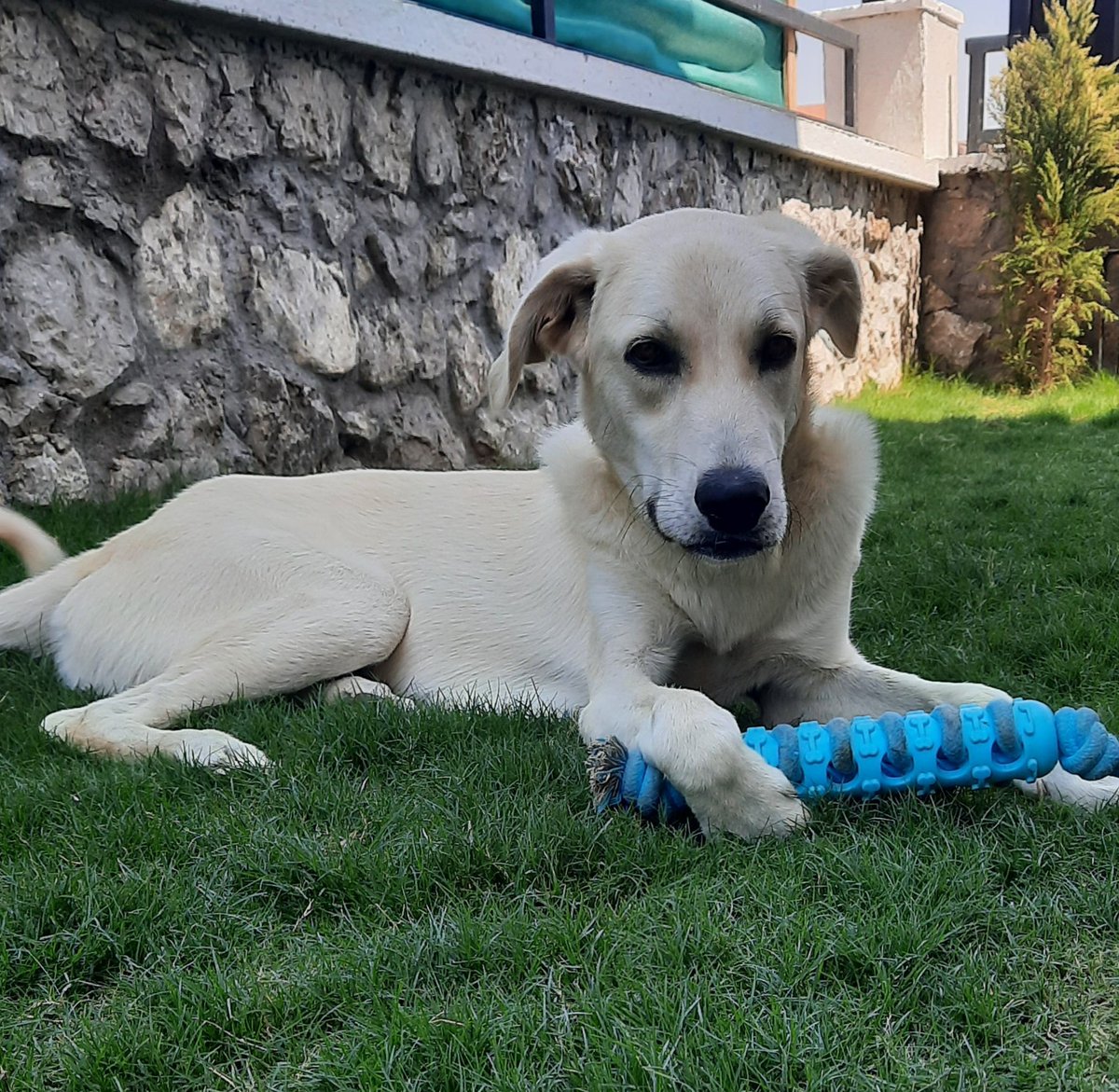 TekCenekli's tweet photo. Küpi, 8 aylık, kısır, erkek. Koruma köpeği isteyen yok mu? 
Umudumuzu kaybetmiyoruz. Sürecimiz uzun olabilir. Bir kişi bu tatlışı görene, sevene ve isteyene kadar paylaşıcaz. Lütfen paylaşın. İletişim DM. https://t.co/gw30xNekrW