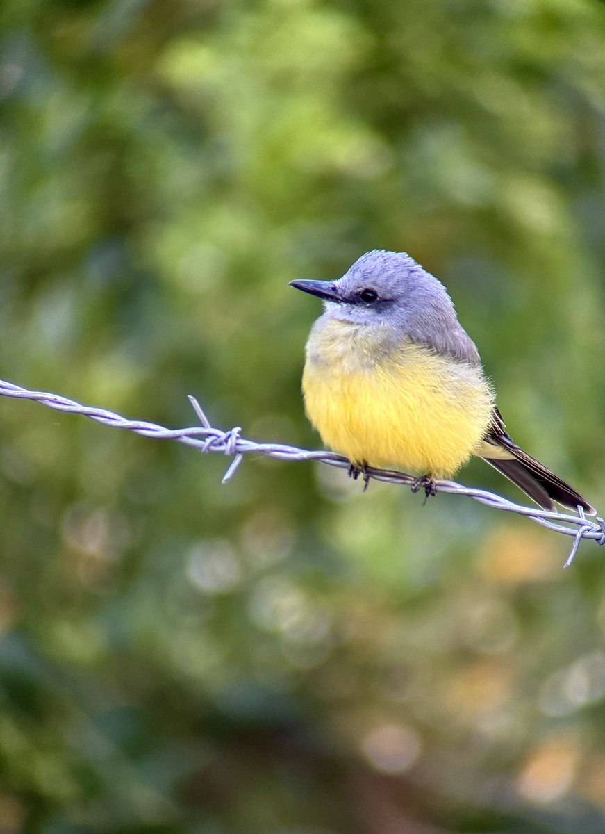 AnndroR's tweet photo. @kirola_hemant #LearningWhileSharing
#Flycatcher ๐จ๐ด๐. https://t.co/kNNZLSKK3g