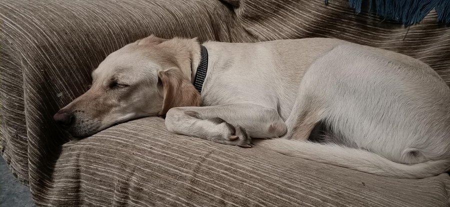 DerechoAnimalLM's tweet photo. Seguime y Te Sigo Consejos para proteger a tu mascota de la pirotecnia https://t.co/O6R77lzYys https://t.co/CB20WGbk8c