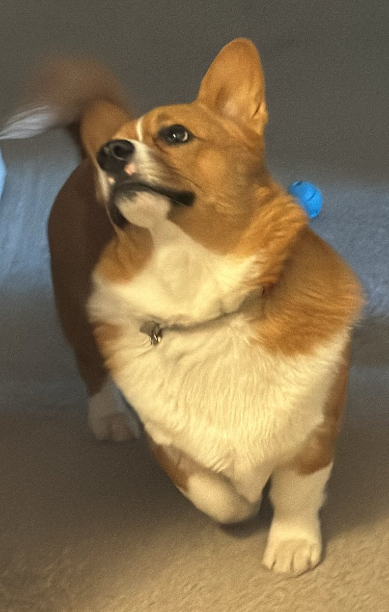 “The last time he strutted happily not knowing what would happen to his testicles today”