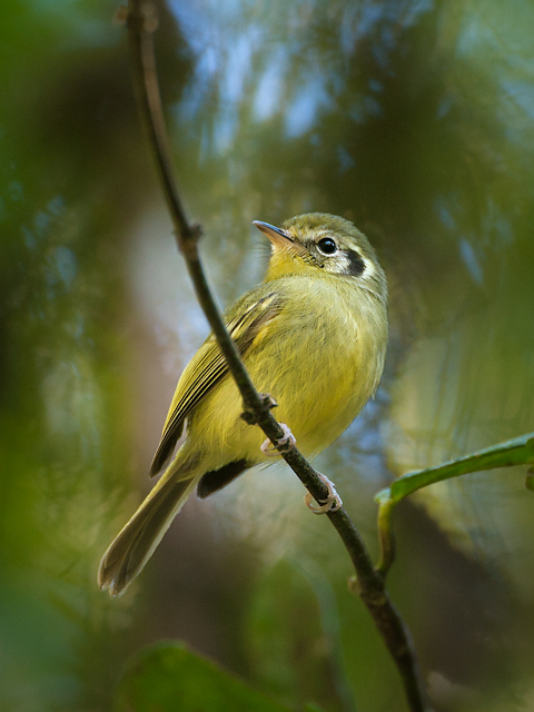 brasil_aves's tweet photo. 🇧🇷Não-pode-parar
🌎Phylloscartes paulista

Não-pode-parar é uma ave passeriforme da família Rhynchocyclidae.

📷 Octavio Campos Salles https://t.co/X7aOA0IQ3R
