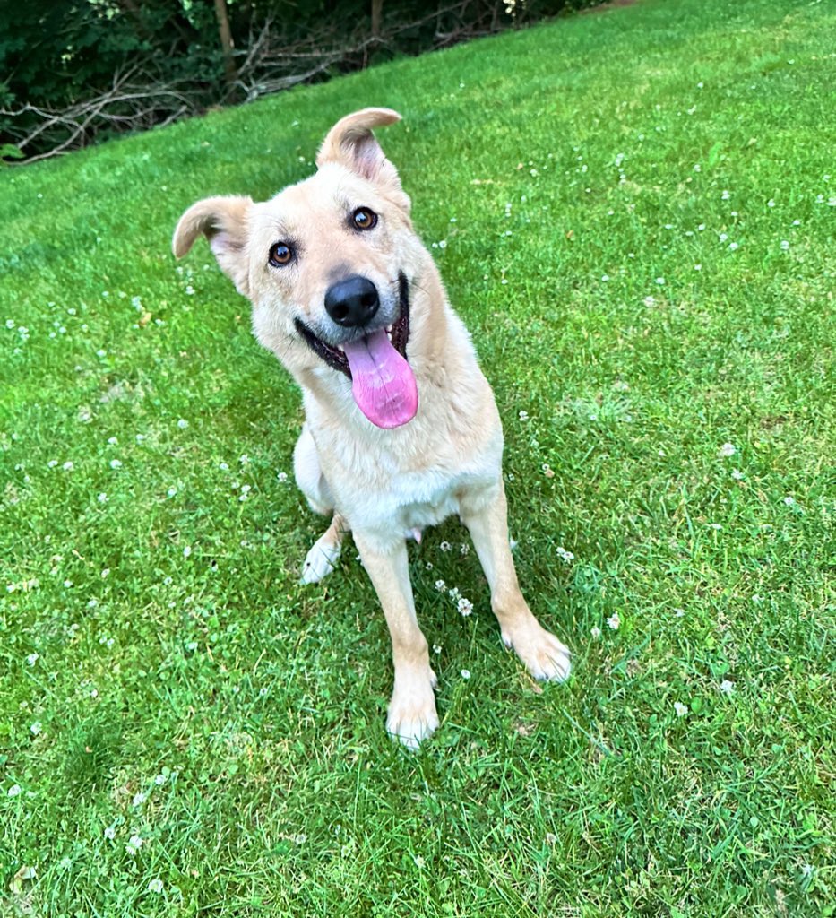 Field Marshal of the Han Dynasty tweet media