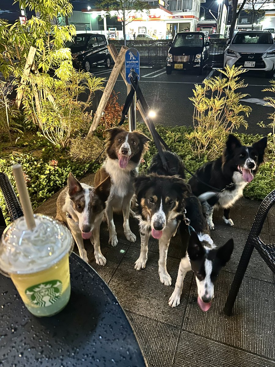 BlackflyBorders's tweet photo. 🍍フラペチーノ https://t.co/KvVBh1Gd95