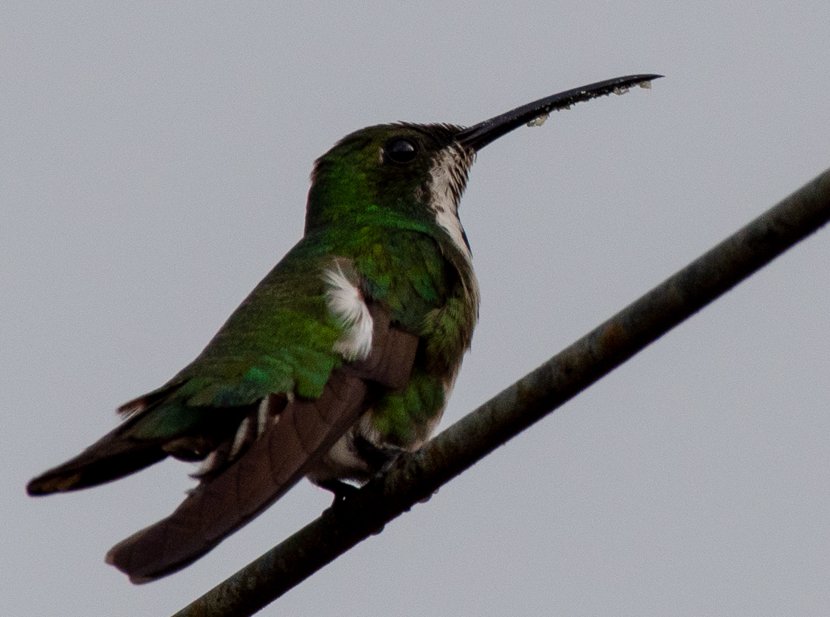 #27 <a href="/Visit_CostaRica/">Visit Costa Rica</a> Photos from #BirdsSeen2022
March trip  with my brother Terry  &amp; good bud
<a href="/woodlander37/">paul lynch</a> <a href="/Team_eBird/">eBird</a>
Here's the link to Paul's trip report cloudbirders.com/be4/download?f……… 
Green Honeycreeper, Green Ibis, Green Kingfisher   
&amp;  Green-breasted Mango Hummingbird