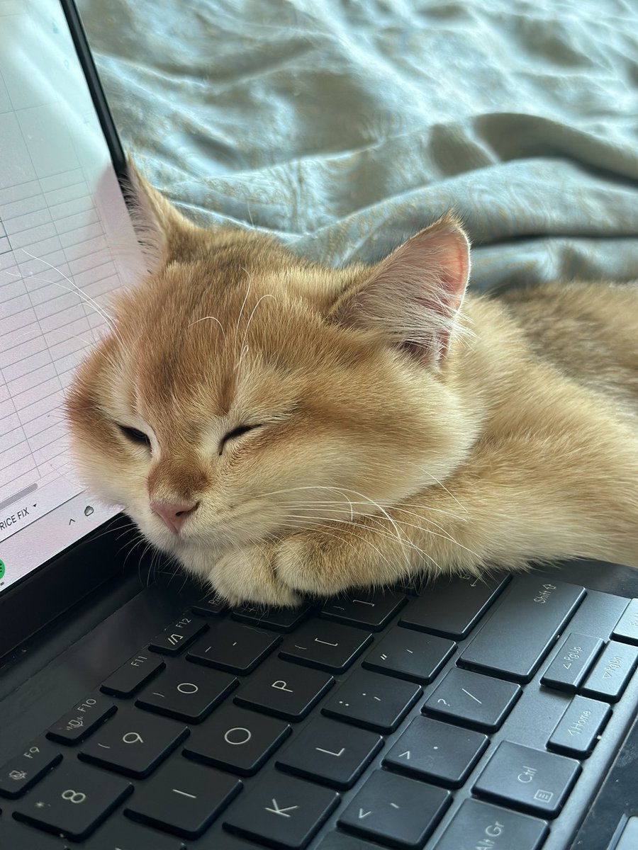 nastarcheesecat's tweet photo. berawal dari gigit2 kelingking terus ketiduran https://t.co/aMDo4nM5HY