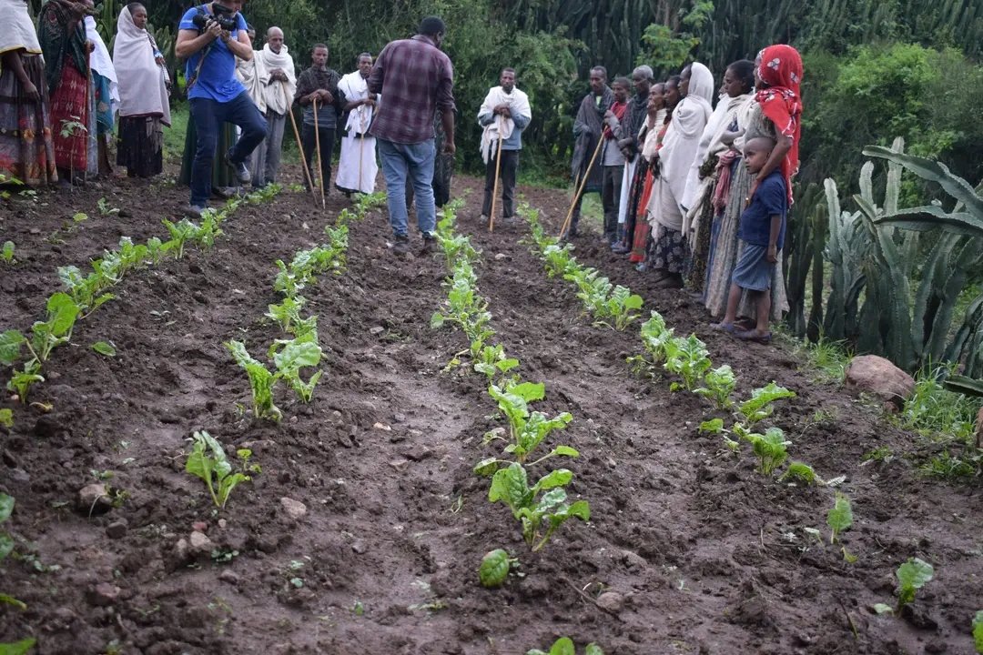 ReliefTigray's tweet photo. We're promoting micro gardening in R. Azebo &amp; T. Adiyabo to help families to feed children 🍅🥬🥕.
With support from @WFP, we're providing seeds, &amp; training. 
Lemlem in Tsigia Tabia shares: "This is making a huge difference in our children's lives." 💪
#nutritionforfitness  #WFP https://t.co/tdVc7I0yzZ