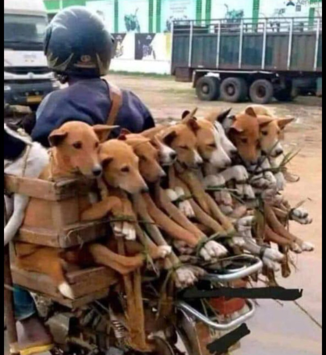 GM 🌎 
Say it back if you're expecting something from $DOGs today.