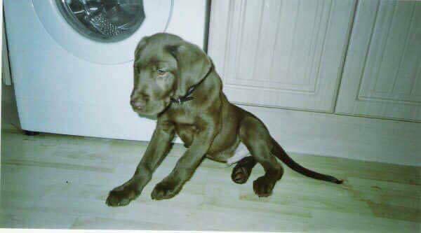nholten40's tweet photo. Always in my heart! 🐾���️Happy #internationaldogday, peeps! Share your buddies in the thread!

#TheBear #Buster #BusterBear https://t.co/1EIV1aONWp