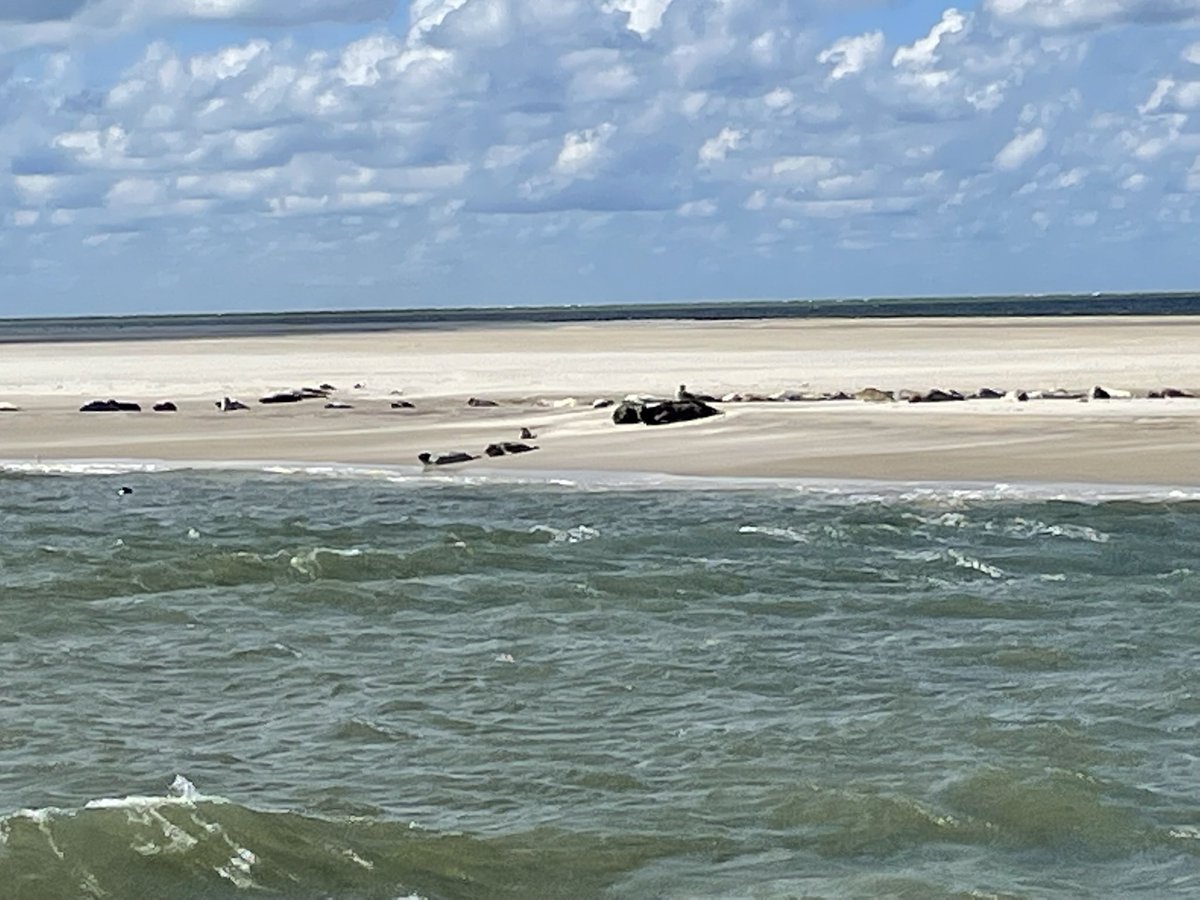 elsemiekkuijt's tweet photo. #Lastminute zomergast op #waddeneilanden #Ameland. #zomergasten check: https://t.co/1BM2ZvEzAp https://t.co/sjwhdAbpCL