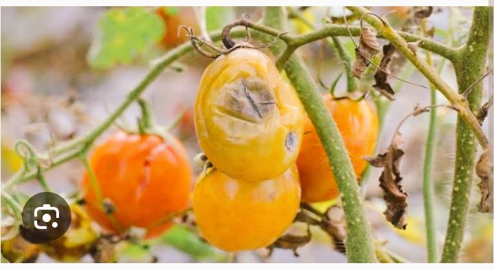 KMushaisano's tweet photo. Farmer’s are equally affected due to the termination of our contract the extension officers are not enough to cater for all the farmers, and how do we then encourage youth to do farming if there’s a shortage of extension officers
#BringBackAAPs
#unemployedagricgraduates https://t.co/LbK7Rkg218