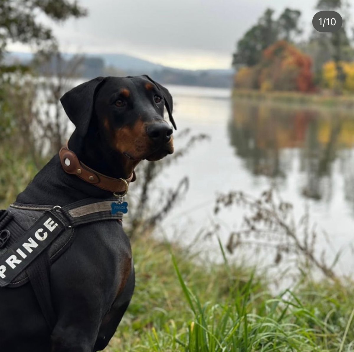 It’s International Dog Day. What would we do without them? Here’s to my bestie…Prince.