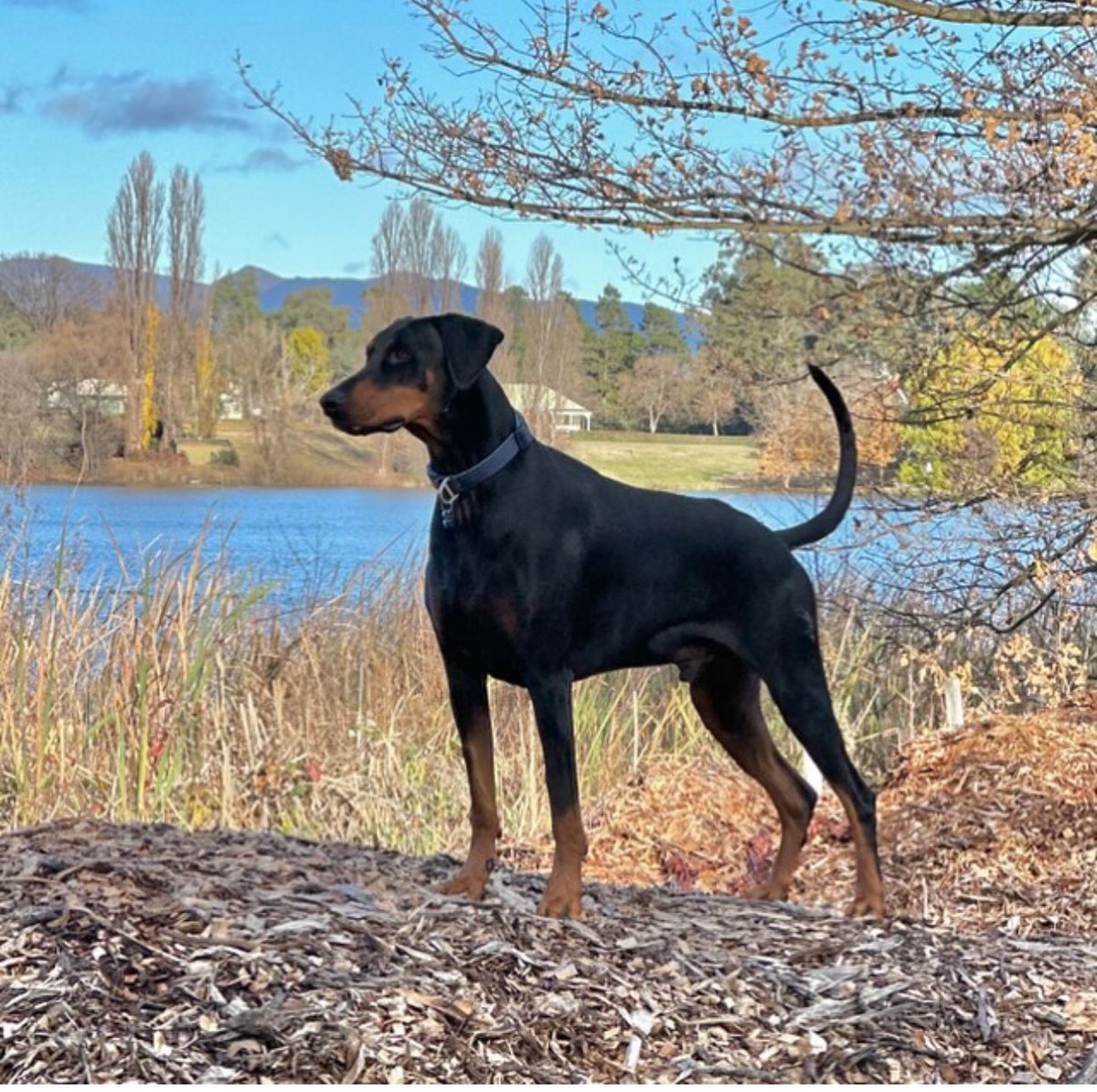 Matthew Cossey tweet media