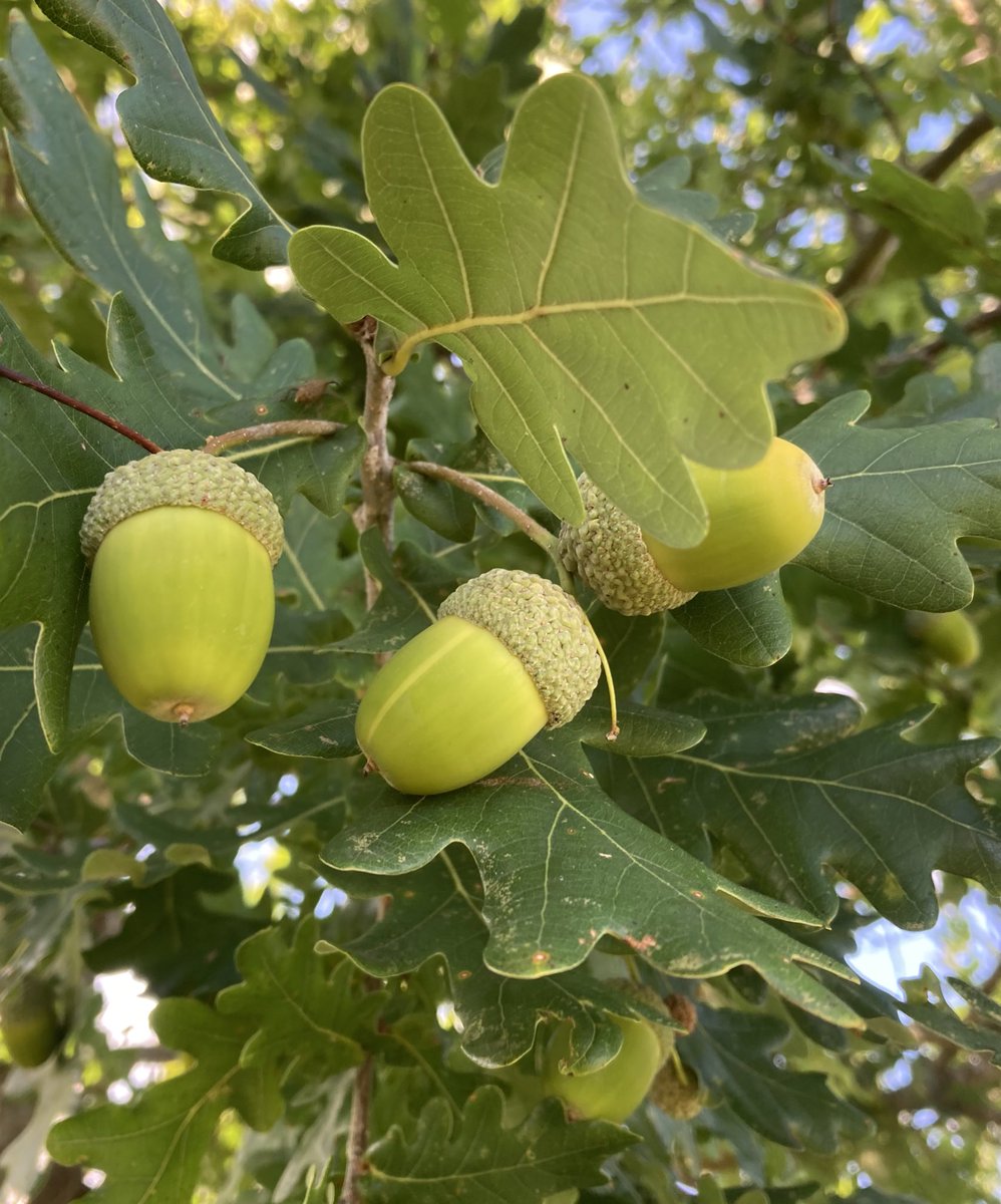 TheKentAcorn's tweet photo. Hold on to your hats, the acorns are coming 🥳🌳🌳🌳🌳🌳 https://t.co/OZYHsGGiig