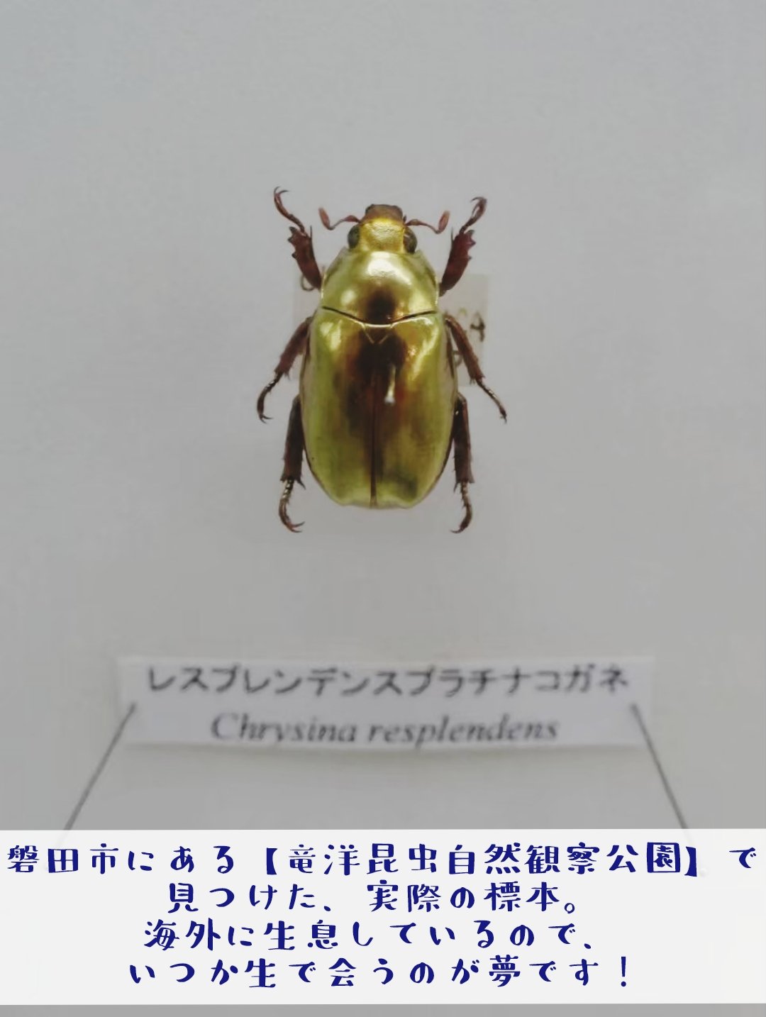 昆虫標本　プラチナコガネ文献 昆虫標本 プラチナコガネ文献 昆虫標本 プラチナコガネ文献 昆虫用品