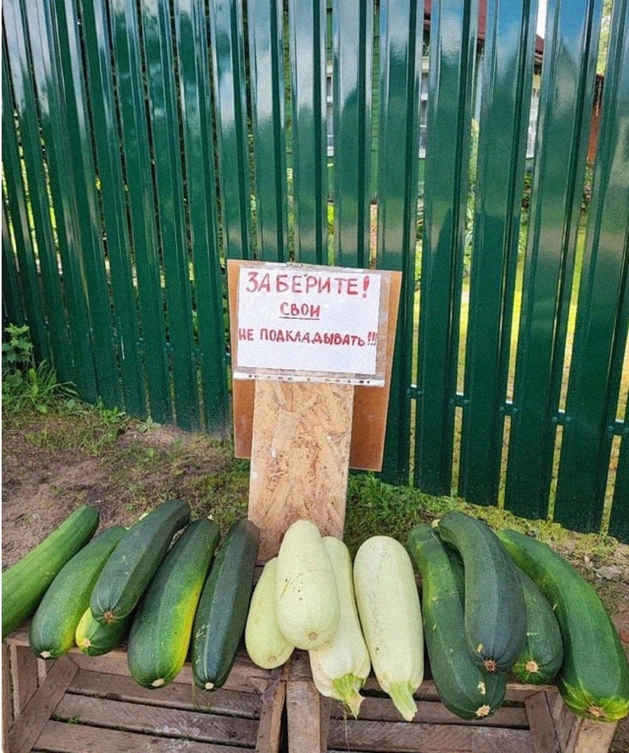 fimbul666's tweet photo. Коротко о дачниках и ебаных кабачках. https://t.co/dRioWEfnem