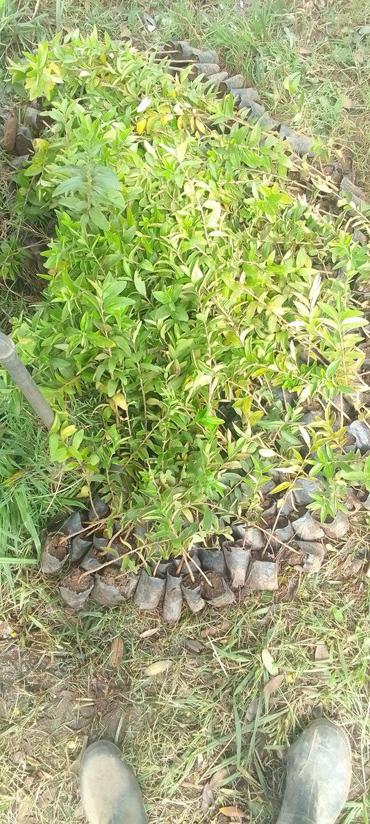 Oyoodenis5's tweet image. We are just not stopping any soon!
#MissionGoGreen #ClimateActionNow