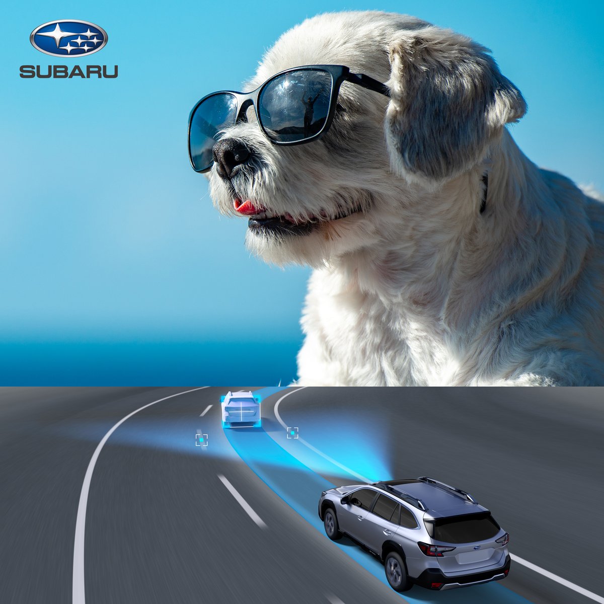 NepalSubaru's tweet photo. Keeping your furry friends safe and sound on every adventure. 🐾 With Subaru's advanced safety features, you can focus on the fun while we handle the rest.

#SubaruNepal #AdoptDontShop #KeepThemSafe #dogs #cats #pets #outback #outbackeyesight #subaruoutback #subarueyesight https://t.co/tRq2teuCUi