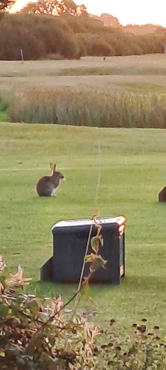 Please can anyone tell me if this is a rabbit or a hare?  <a href="/BBCEarth/">BBC Earth</a> @BBCCountryfile