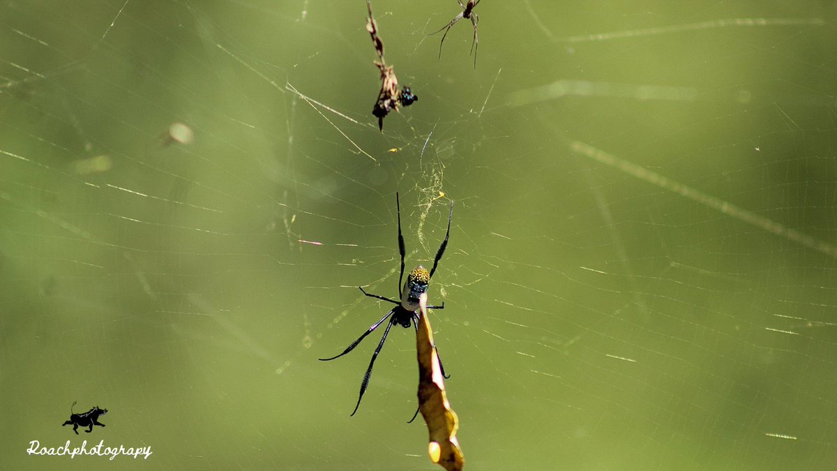 “A spider's life can't help being something of a mess, with all this trapping and eating flies.” ― E. B. White, Charlotte’s Web #roachphotography #spider #arachnids #arachnidsoftheworld #spiderphotography #arthropods #wildearth #hiking #hikingphotography #blupebblestours