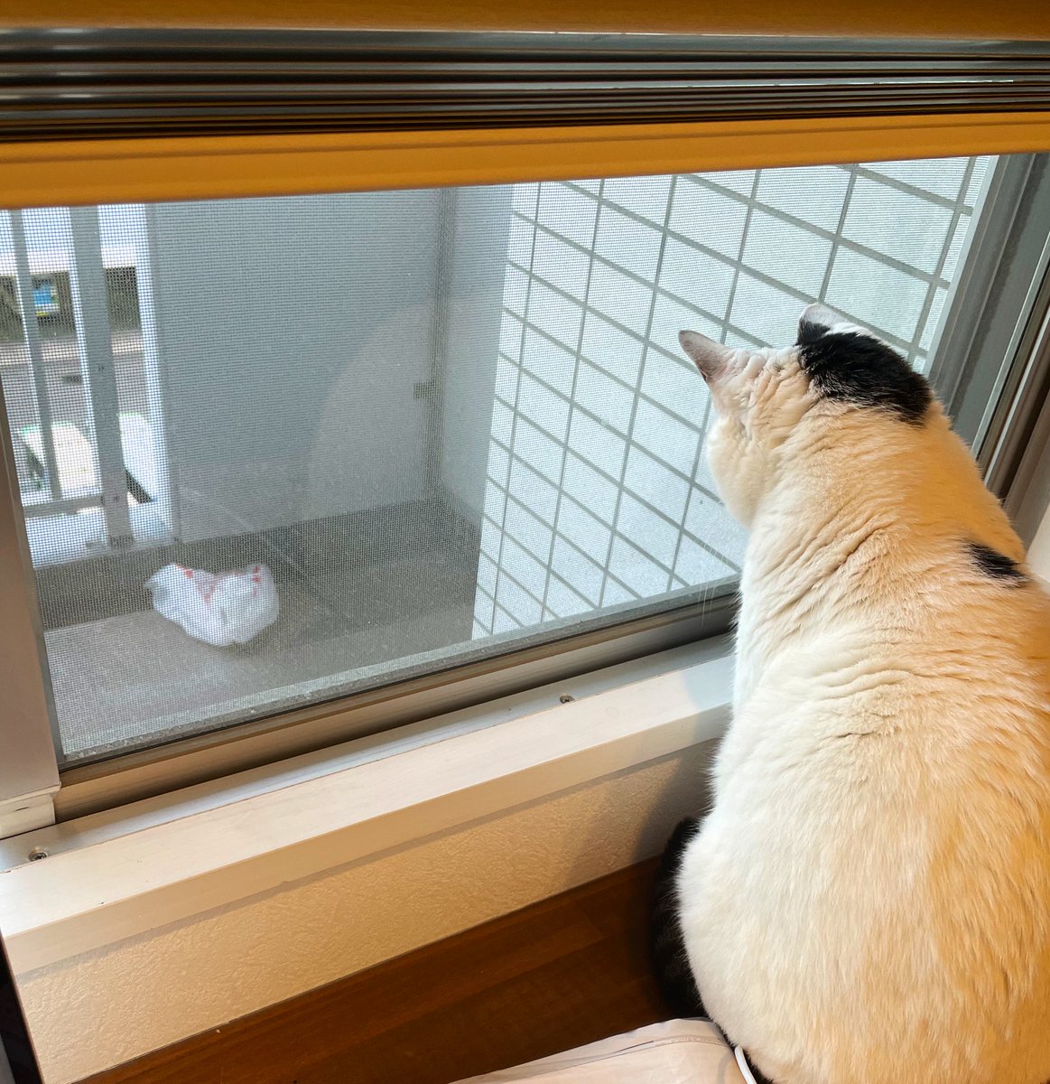 artwork_t's tweet photo. 気になるよね〜🐈💭 https://t.co/aYLW3OJwfa