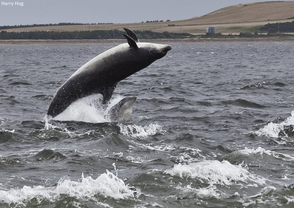 WTWales's tweet photo. 📣 EXCITING JOB VACANCY: Marine Officer (Wales)
💷 Salary: up to £28,907
⏰ Closing Date: 8th September

Are you someone with experience of advocacy work and an understanding of Welsh environmental legislation?

Apply now 👇
https://t.co/fvrzp0S8zm https://t.co/DrFkAqh9J9