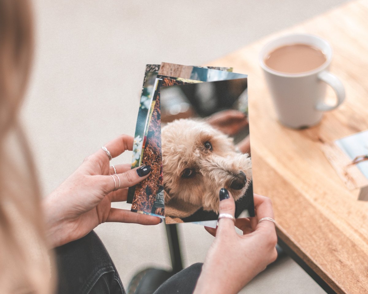 PostSnap's tweet image. Their loyalty is unwavering, their joy infectious, their love unconditional. Celebrate the extraordinary bond with your four-legged friend, today and always. Happy International Dog Day.