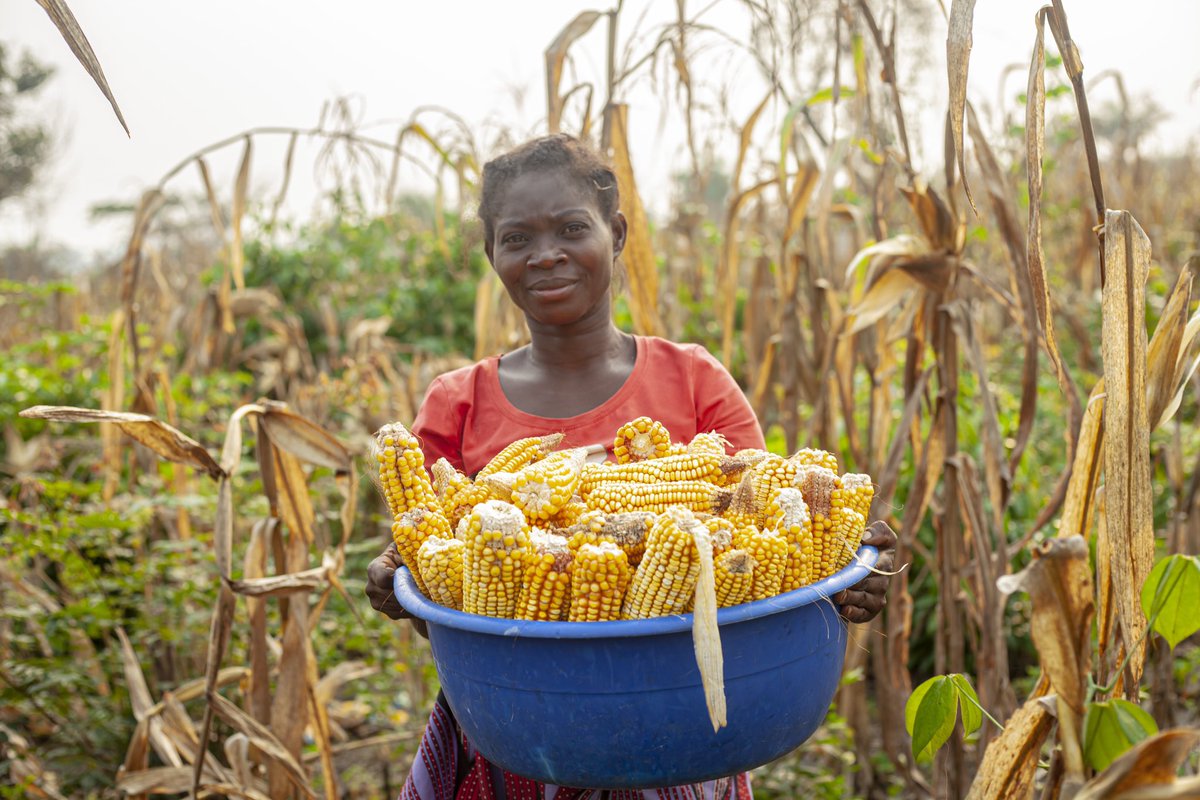 ABCom_ONGD's tweet photo. L’impact économique du projet HUMANITATIS qu’ABCom exécute avec l’appui financier du Fonds Humanitaire réside dans la manière des bénéficiaires à transformer leurs récoltes en  revenus financiers . 

Rachel NGADI, bénéficiaire , vise la stabilité de sa famille 
@UNOCHA_DRC https://t.co/Nj2r2mN8XV