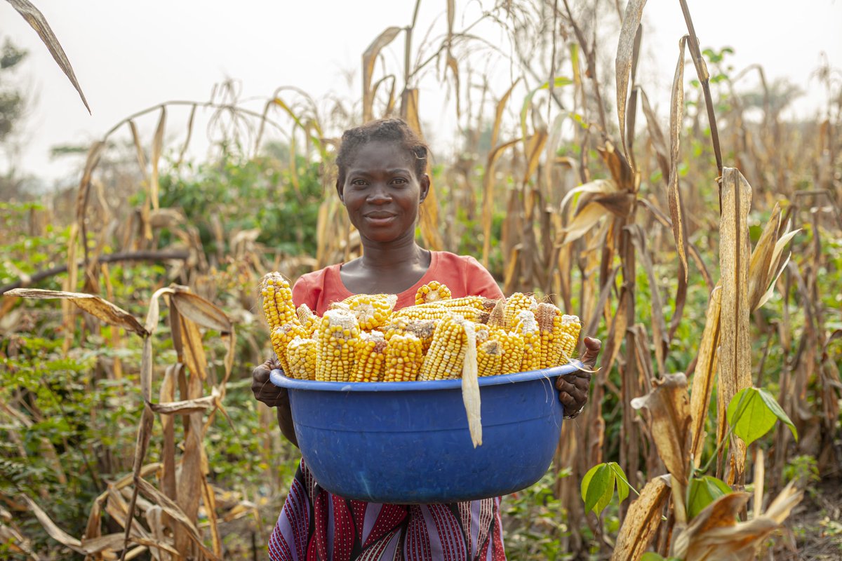ABCom_ONGD's tweet photo. L’impact économique du projet HUMANITATIS qu’ABCom exécute avec l’appui financier du Fonds Humanitaire réside dans la manière des bénéficiaires à transformer leurs récoltes en  revenus financiers . 

Rachel NGADI, bénéficiaire , vise la stabilité de sa famille 
@UNOCHA_DRC https://t.co/Nj2r2mN8XV
