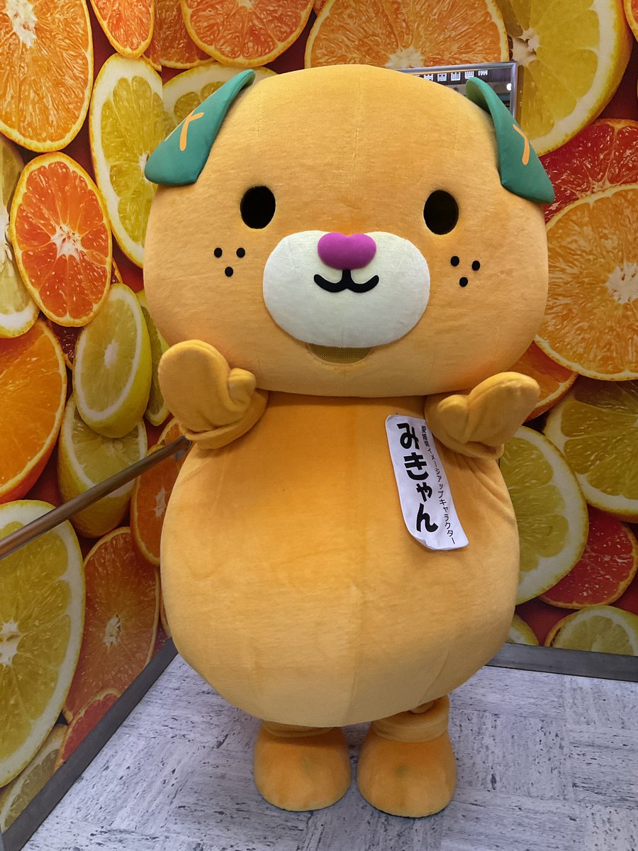 こんにちきゃん🍊 県庁のエレベーターの中身は、 みかん柄なんよ