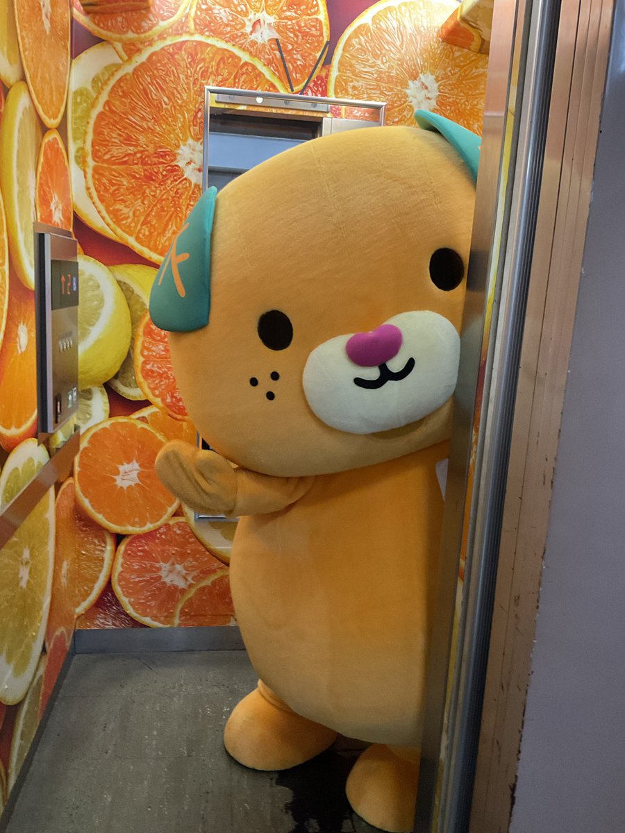 こんにちきゃん🍊 県庁のエレベーターの中身は、 みかん柄なんよ