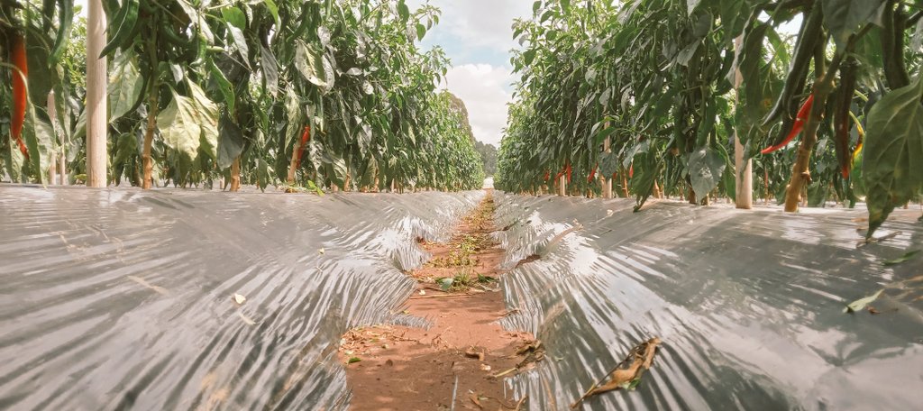 BenChesenge's tweet photo. Farming is an art, craft on a plain paper, you draw the craft you want. 

Market oriented farming is what will save us. Don't just do because a neighbour has done. A time u have to do the most unsexiest farming coz it is what the market needs. 
#AgribusinessTalk254 https://t.co/Ak4MW7jp38