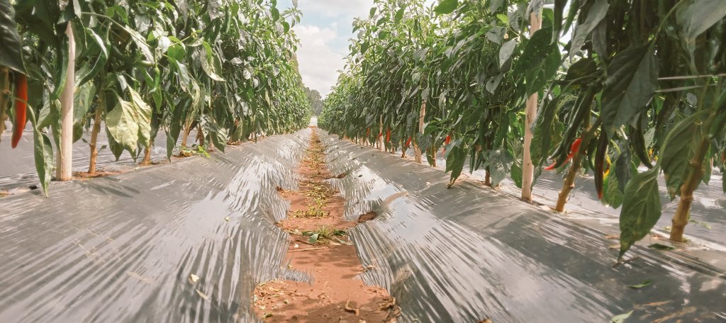 BenChesenge's tweet photo. Farming is an art, craft on a plain paper, you draw the craft you want. 

Market oriented farming is what will save us. Don't just do because a neighbour has done. A time u have to do the most unsexiest farming coz it is what the market needs. 
#AgribusinessTalk254 https://t.co/Ak4MW7jp38