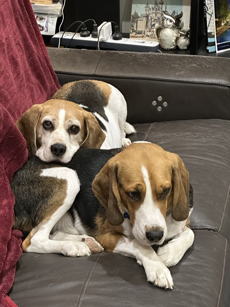 Happy International Dog Day! #woof