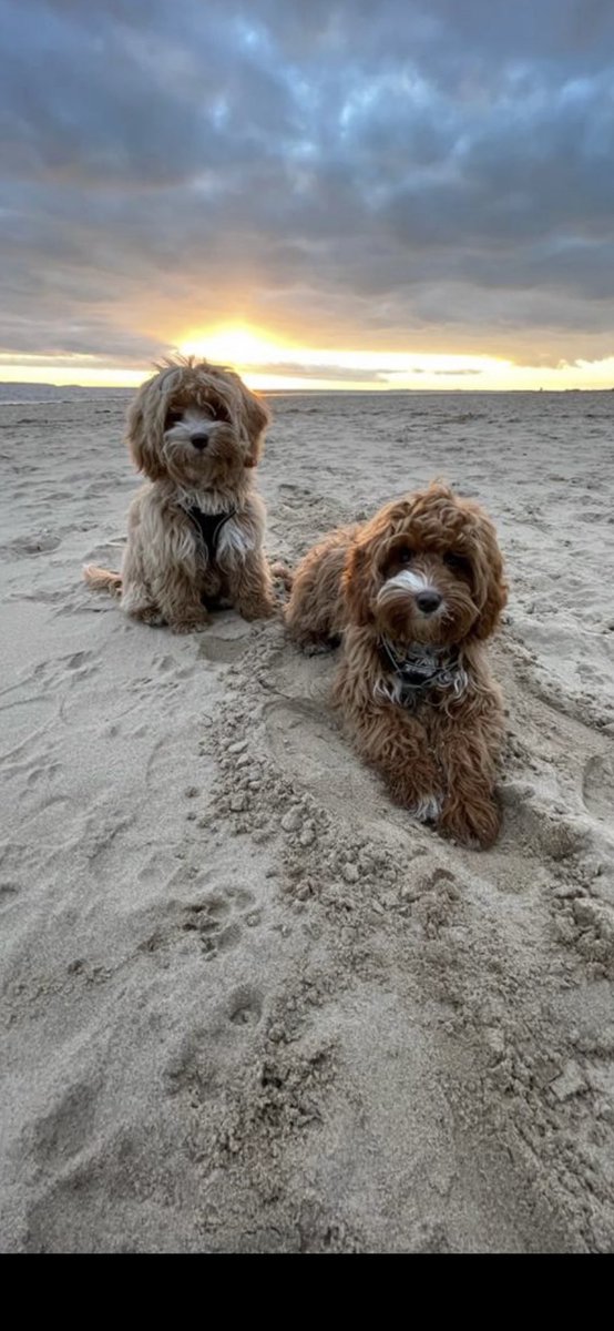 These beauties ❤️#InternationalDogDay