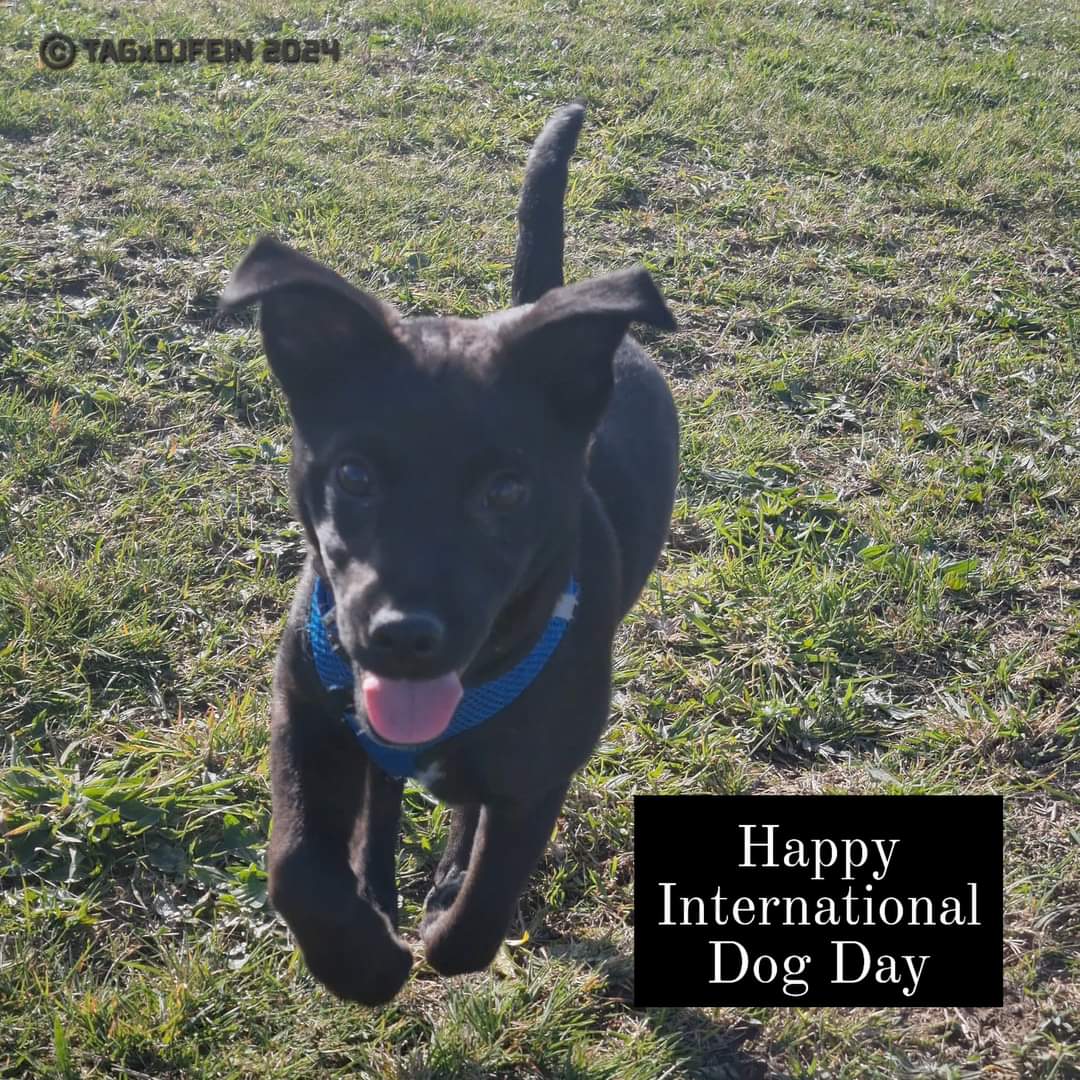 KINGFEIN's tweet photo. 💚 Happy International Dog Day 💚 https://t.co/7gwObYQnxK