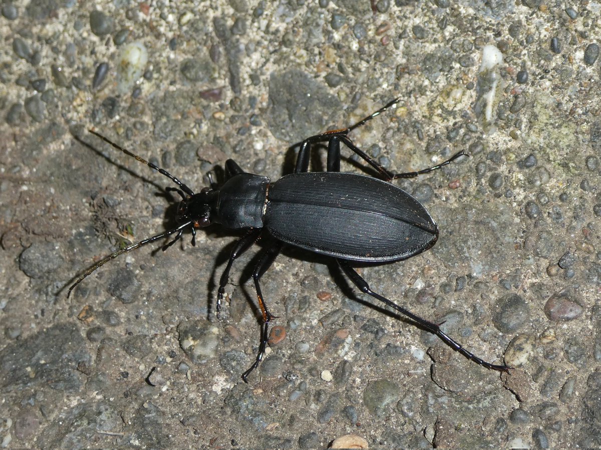 イシカリクロナガオサムシ

キタクロナガオサムシの石狩低地帯周辺の亜種。
林道沿いの側溝で見られた個体です。